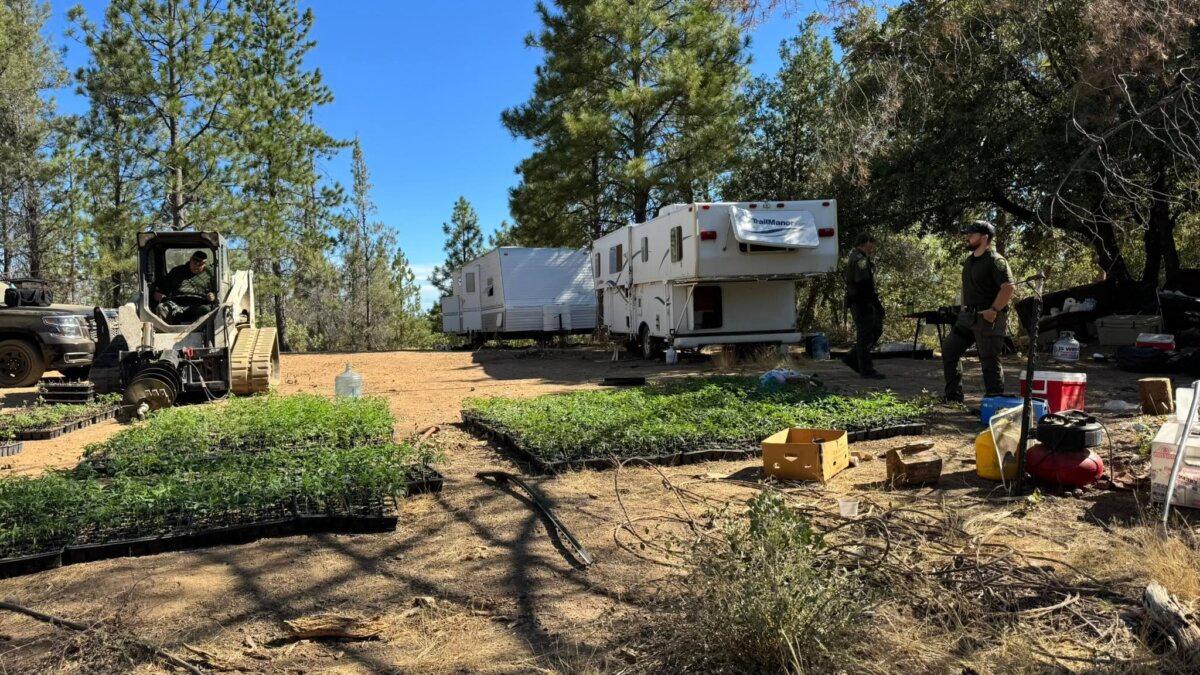 Deputies raid an illegal marijuana farm in July 2025. (Mariposa County Sheriff's Office)