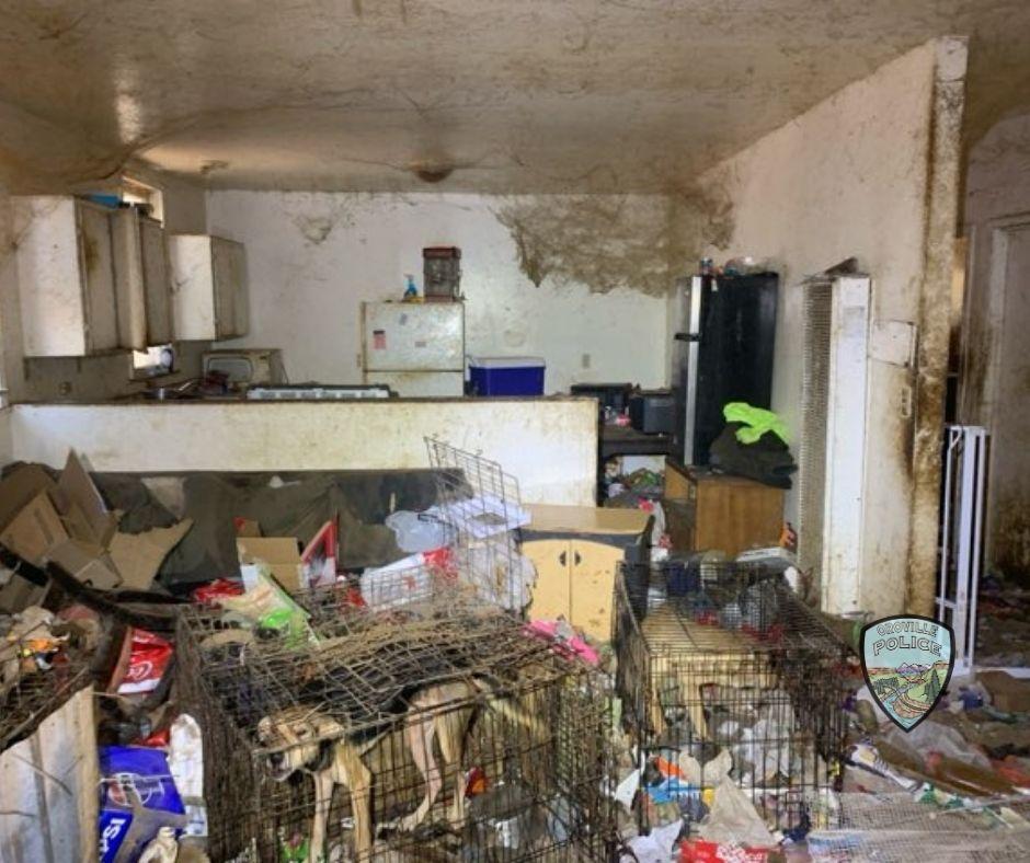 Police found 38 dogs living in unsafe conditions after being flagged down by a concerned resident in Oroville, Calif., on July 23, 2025. (Oroville Police Department)