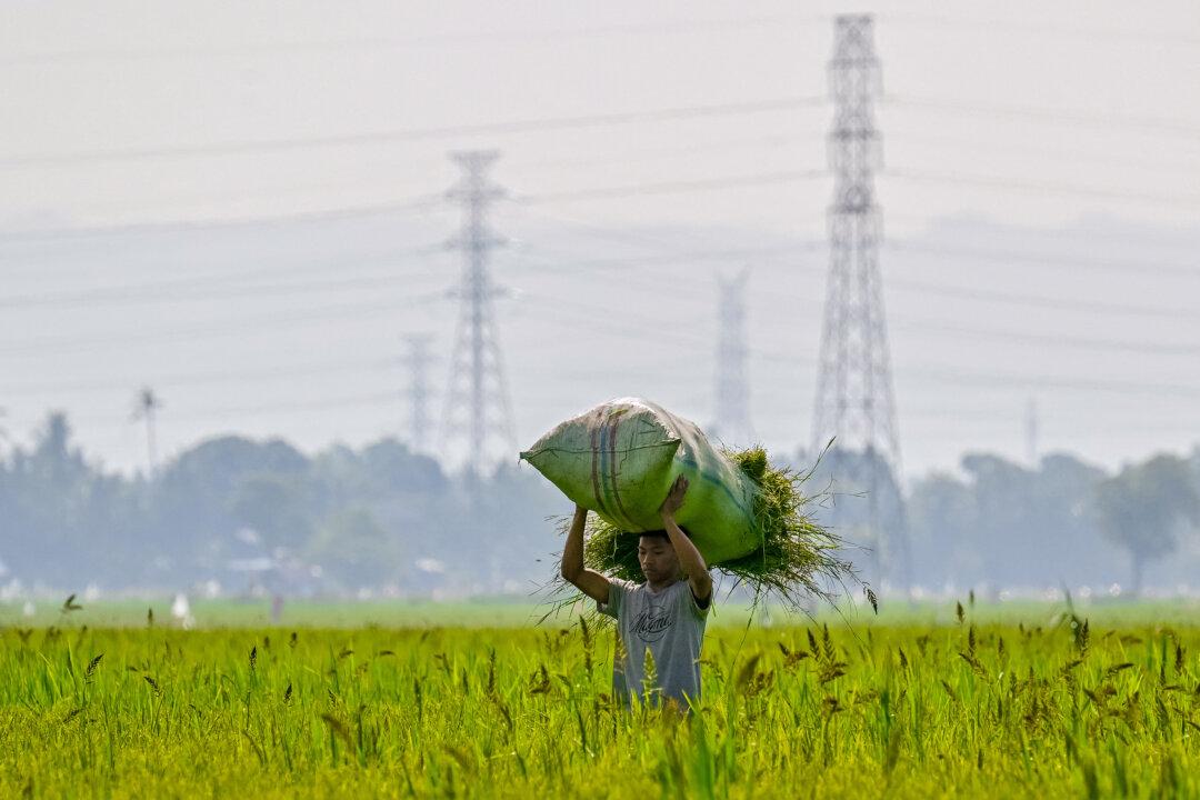 A farmer works in a paddy field in Lambaro, Aceh province, Indonesia, on Aug. 4, 2025. (Chaideer Mahyuddin/AFP via Getty Images)