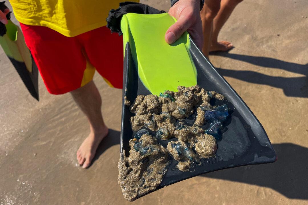 A lifeguard holds a swimfin with collected Physalia physalis, a marine hydrozoan also known as the Portuguese man o' war or bluebottles, at a beach, in Hendaye, France, on Aug. 4, 2025. Beaches in the south of France have been closed to swimmers due to the invasion of these sea creatures with venomous tentacles. (Thomas Coex/AFP via Getty Images)