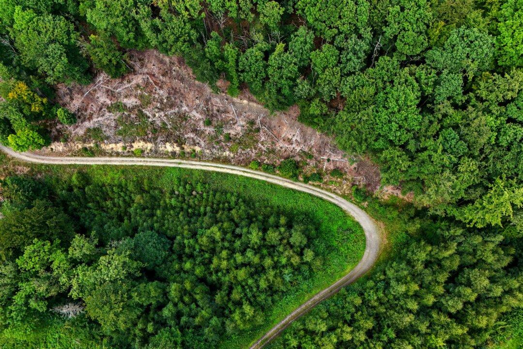 An aerial photo shows dead spruce trees, a result of drought stress in a forest near Altena, Germany, on Aug. 5, 2025. (Ina Fassbender/AFP via Getty Images)