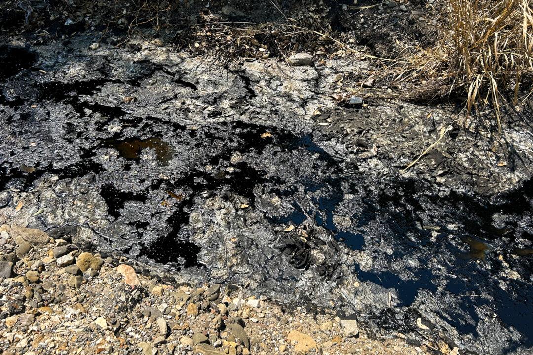 Oil pools along a hillside in rural Ventura County, Calif., on Aug. 2, 2025. (Courtesy of Judson Baker)