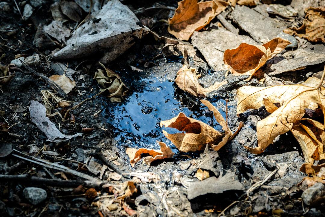 A tar seep from oil deposits is seen at the La Brea Tar Pits in Los Angeles on July 30, 2025. University of California–Berkeley professor Jamie Rector said that because of California’s geological characteristics, natural oil seeps contribute significantly to its greenhouse gas emissions. (John Fredricks/The Epoch Times)