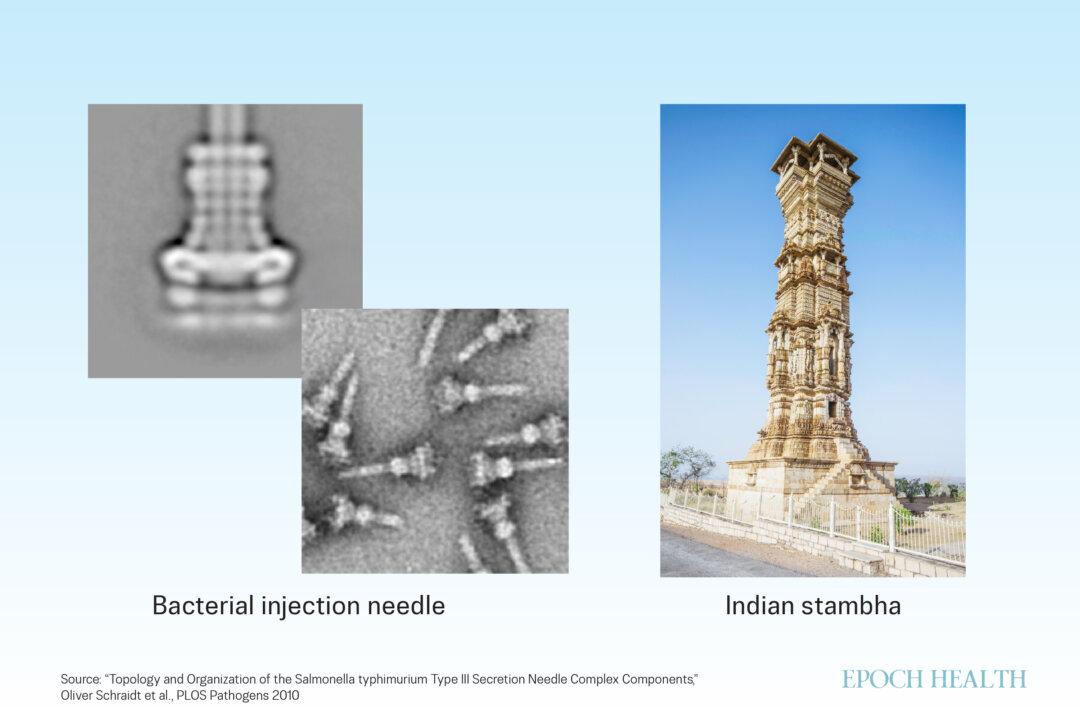 (Adapted from Schraidt et al., PLoS Pathog 2010, CC BY 4.0., Shutterstock)