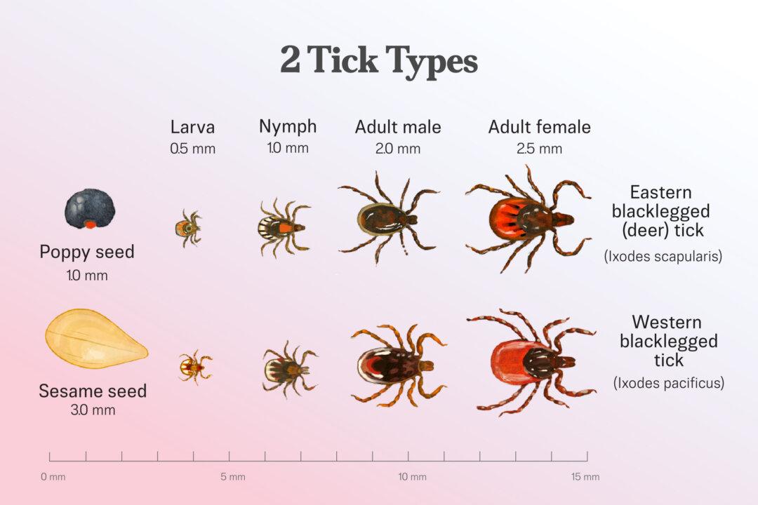 (Illustration by The Epoch Times, Shutterstock)