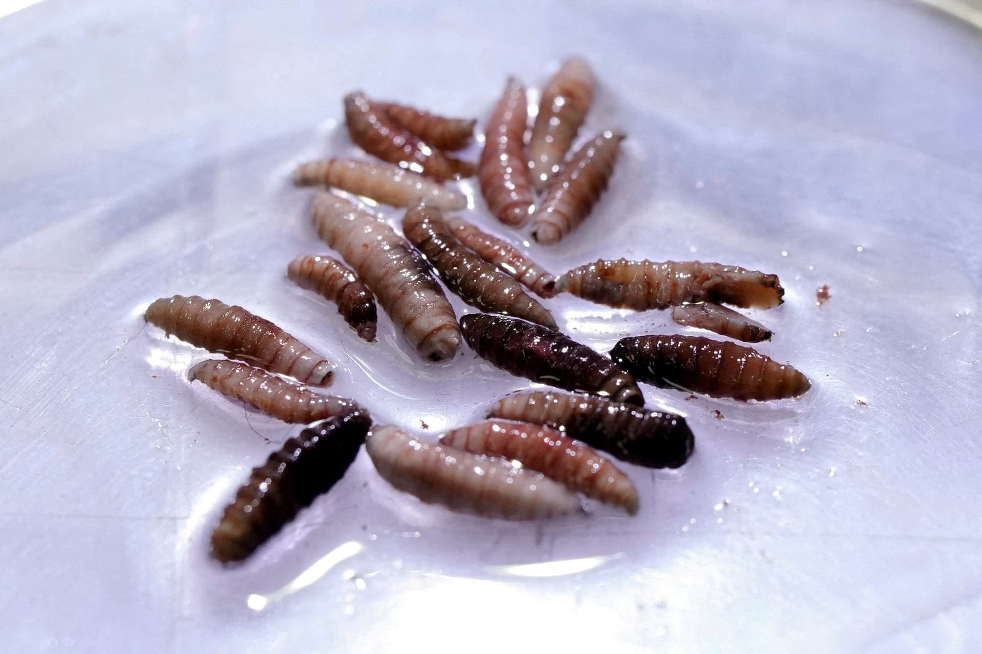 Larvae of the screwworm fly, collected from infected cows, at the COPEG sterile fly production plant, which fights the spread of the cattle screwworm, in Pacora, Panama, on June 11, 2025. (Enea Lebrun/Reuters)