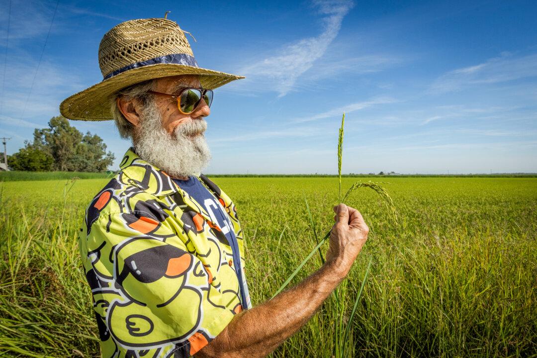 Organic rice farmer Bruce Lopes looks at samples of his crops in Willows, Calif., on Sept. 4, 2025. (John Freddicks/The Epoch Times)