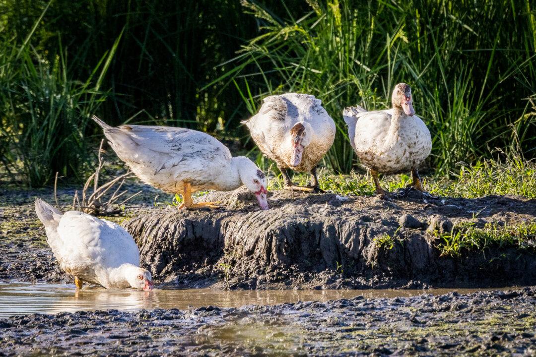 (Top) Organic rice farmer Christopher Lopes prepares to enter crop areas in Willows, Calif., on Sept. 4, 2025. (Bottom Left) Rice crops sit in pools of water in Willows, Calif., on Sept. 4, 2025. (Bottom Right) Ducks used by farmers in organic rice production graze together near crops outside of Willows, Calif., on Sept. 4, 2025. (John Fredricks/The Epoch Times)