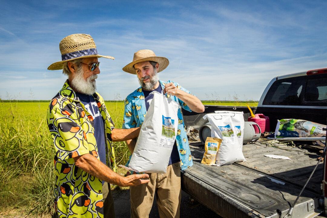 Organic rice farmers Bruce Lopes (L) and his son Christopher Lopes (R) load bags of rice into trucks outside Willows, Calif., on Sept. 4, 2025. The Lopes family began experimenting with duck–rice farming in 2021, after years of drought and state-imposed water restrictions nearly forced them to shut down. (John Fredricks/The Epoch Times)