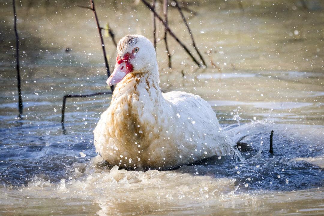 Ducks used by farmers in organic rice production graze together in a pond near crops outside of Willows, Calif., on Sept. 4, 2025. Integrated duck–rice farming relies on the symbiotic relationship between ducks and paddies, helping farmers conserve water, control weeds, and fertilize soil without synthetic chemicals. (John Freddicks/The Epoch Times)