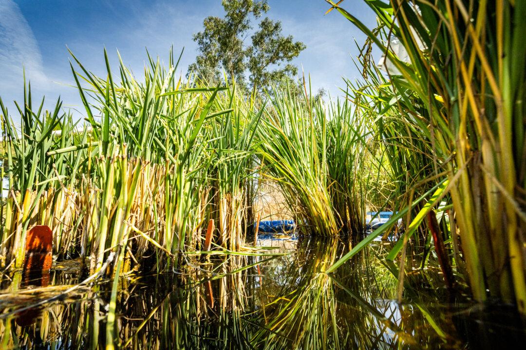 (Top) Organic rice farmer Christopher Lopes prepares to enter crop areas in Willows, Calif., on Sept. 4, 2025. (Bottom Left) Rice crops sit in pools of water in Willows, Calif., on Sept. 4, 2025. (Bottom Right) Ducks used by farmers in organic rice production graze together near crops outside of Willows, Calif., on Sept. 4, 2025. (John Fredricks/The Epoch Times)