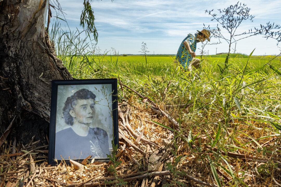 A photograph of Mary Lopes, grandmother of Bruce Lopes, overlooks organic rice fields in Willows, Calif., on Sept. 4, 2025. Immigrants from São Jorge, Portugal, Mary and her husband, John Sylvester Lopes, founded the farm in 1914. (John Fredricks/The Epoch Times)