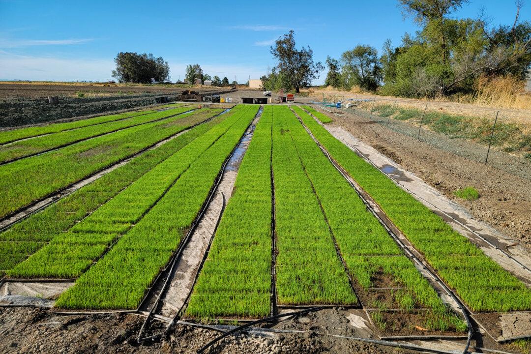 (Top) Ducklings eat the weeds in the organic rice fields at Lopes Family Farms in California’s Sacramento Valley. (Bottom) Rice is planted in trays to be transplanted into the organic duck–rice fields at the Lopes Family Farms near Codora, Calif. (Courtesy Lopes Family Farms)