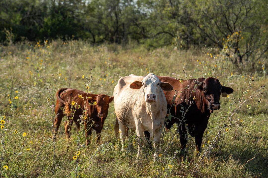 (Top) Veterinarian and rancher Michael Vickers at his ranch in Brooks County, Texas, on Oct. 10, 2025. Vickers said ranches such as his are in the crosshairs of the New World screwworm, which devastated Texas livestock and wildlife in the 1970s. (Bottom Left) Cows at Michael Vickers’s ranch in Brooks County, Texas, on Oct. 10, 2025. (Bottom Right) Wild turkey at Michael Vickers’s ranch in Brooks County, Texas, on Oct. 10, 2025. (Samira Bouaou/The Epoch Times)