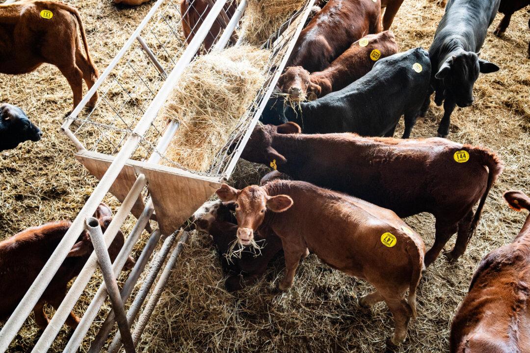 (Top) Lalo Garza, owner of Triple G Livestock Auction, in Rio Grande City, Texas, on Oct. 10, 2025. Garza called reports of parasites 70 miles away “fake,” saying it was a cattle transfer from Veracruz, not a local fly-borne case. (Bottom) Cows at Triple G Livestock Auction in Rio Grande City, Texas, on Oct. 10, 2025. (Samira Bouaou/The Epoch Times)