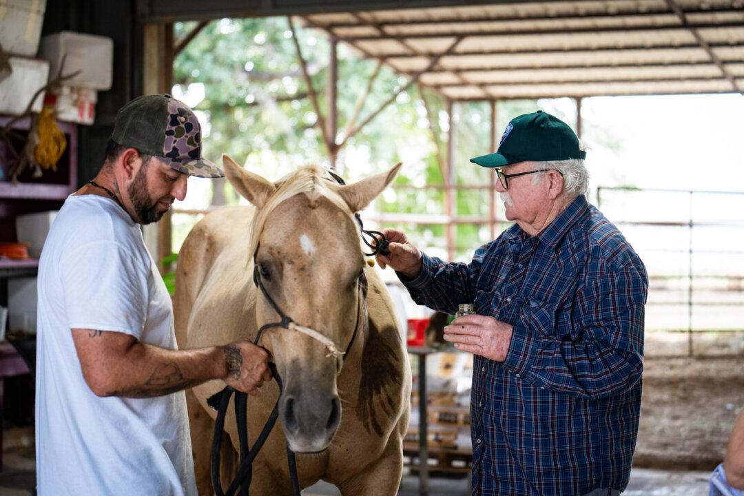 (Top) Veterinarian and rancher Michael Vickers (C) looks on as a cow is released from a chute at Las Palmas Veterinary Hospital in Falfurrias, Texas, on Oct. 8, 2025. Vickers keeps about 100 head on a 1,000-acre ranch just south of Falfurrias. (Bottom Left) Dectomax, an anti-parasitic, at Las Palmas Veterinary Hospital in Falfurrias, Texas, on Oct. 8, 2025. (Bottom Right) Veterinarian Michael Vickers (R) tends to a horse at Las Palmas Veterinary Hospital in Falfurrias, Texas, on Oct. 8, 2025. (Samira Bouaou/The Epoch Times)