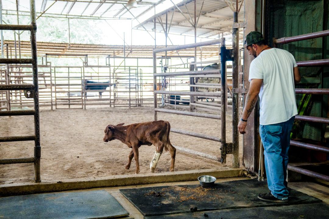 (Top) A calf with a leg cast at Las Palmas Veterinary Hospital in Falfurrias, Texas, on Oct. 8, 2025. (Bottom Left) Deer corn and ivermectin at Las Palmas Veterinary Hospital in Falfurrias, Texas, on Oct. 8, 2025. (Bottom Right) A calf with a leg cast at Las Palmas Veterinary Hospital in Falfurrias, Texas, on Oct. 8, 2025. (Samira Bouaou/The Epoch Times)