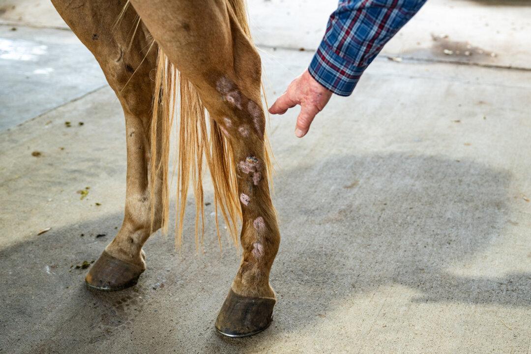 (Left) A sample of screwworms collected in the morning is displayed at the veterinary clinic as the Mexican government and ranchers struggle to control the spread of this flesh-eating pest, in Tapachula, Mexico, on July 4, 2025. (Right) Veterinarian and rancher Michael Vickers points to wounds on a horse’s leg at Las Palmas Veterinary Hospital in Falfurrias, Texas, on Oct. 8, 2025. (Daniel Becerril/File Photo/Reuters, Samira Bouaou/The Epoch Times)