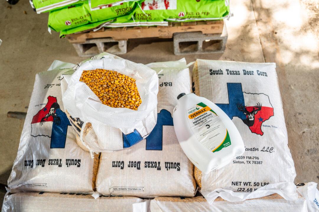 (Top) A calf with a leg cast at Las Palmas Veterinary Hospital in Falfurrias, Texas, on Oct. 8, 2025. (Bottom Left) Deer corn and ivermectin at Las Palmas Veterinary Hospital in Falfurrias, Texas, on Oct. 8, 2025. (Bottom Right) A calf with a leg cast at Las Palmas Veterinary Hospital in Falfurrias, Texas, on Oct. 8, 2025. (Samira Bouaou/The Epoch Times)