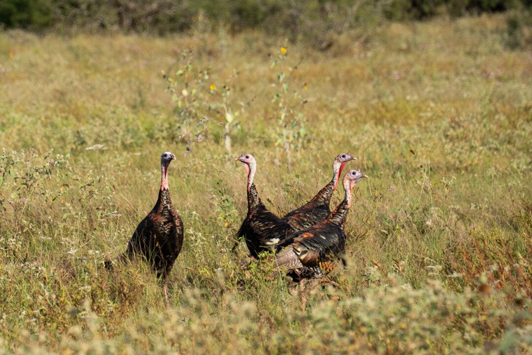 (Top) Veterinarian and rancher Michael Vickers at his ranch in Brooks County, Texas, on Oct. 10, 2025. Vickers said ranches such as his are in the crosshairs of the New World screwworm, which devastated Texas livestock and wildlife in the 1970s. (Bottom Left) Cows at Michael Vickers’s ranch in Brooks County, Texas, on Oct. 10, 2025. (Bottom Right) Wild turkey at Michael Vickers’s ranch in Brooks County, Texas, on Oct. 10, 2025. (Samira Bouaou/The Epoch Times)