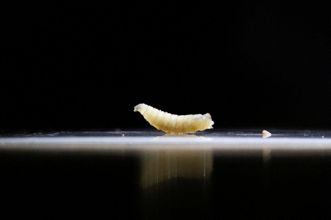 (Left) A sample of screwworms collected in the morning is displayed at the veterinary clinic as the Mexican government and ranchers struggle to control the spread of this flesh-eating pest, in Tapachula, Mexico, on July 4, 2025. (Right) Veterinarian and rancher Michael Vickers points to wounds on a horse’s leg at Las Palmas Veterinary Hospital in Falfurrias, Texas, on Oct. 8, 2025. (Daniel Becerril/File Photo/Reuters, Samira Bouaou/The Epoch Times)