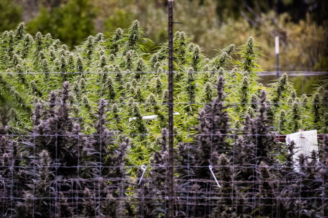 (Top) A marijuana grow operation outside of Covelo, Calif., on Oct. 9, 2025. Mendocino County Sheriff Matthew Kendall said some illegal immigrants who cannot afford to pay Mexican cartels’ smuggling fees end up working in marijuana cultivation to settle their debts. (Bottom) A marijuana farm outside of Covelo, Calif., on Oct. 9, 2025. (John Fredricks/The Epoch Times)