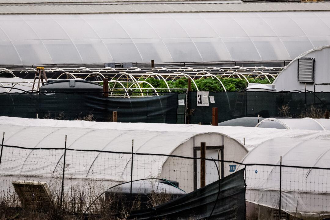 A marijuana grow operation near Covelo, Calif., on Oct. 9, 2025. Sheriff Kendall said many laborers at these grow sites live in poor conditions and may be working against their will. (John Fredricks/The Epoch Times)
