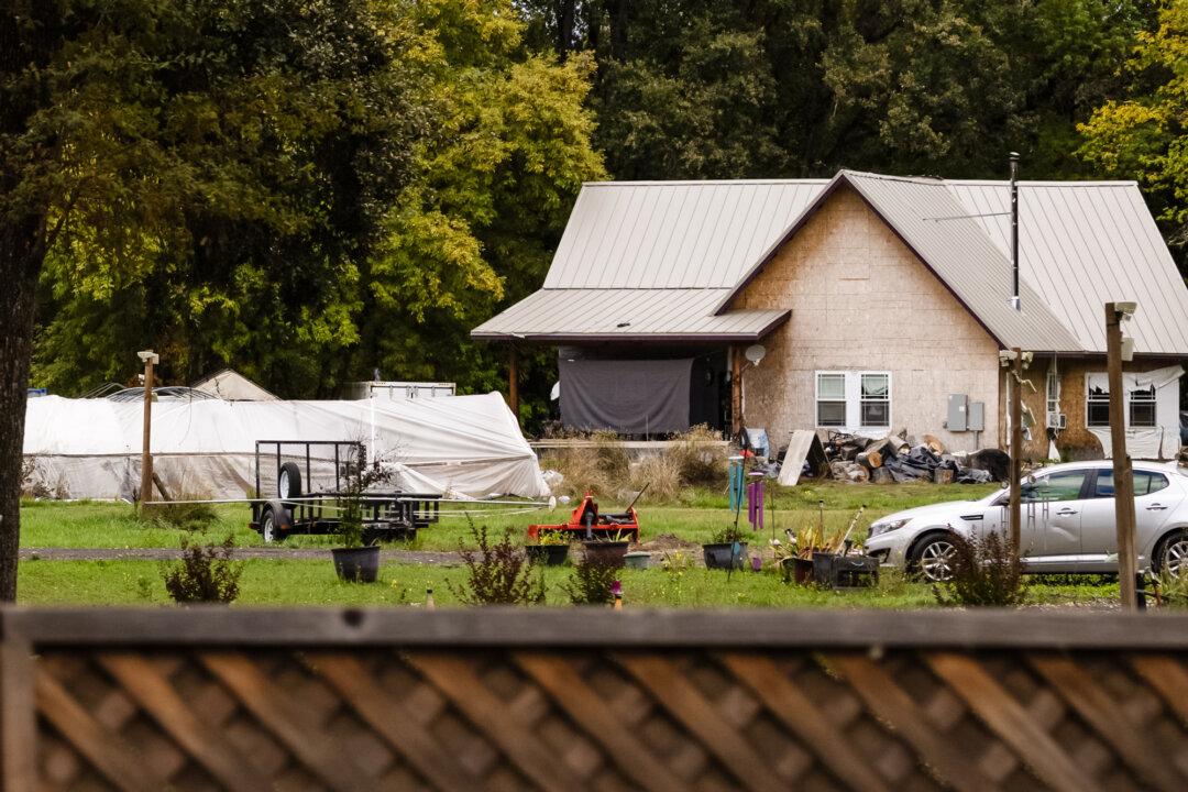 Farmers grow Marijuana outside of Covelo, Calif., on Oct. 9, 2025. (John Fredricks/The Epoch Times)