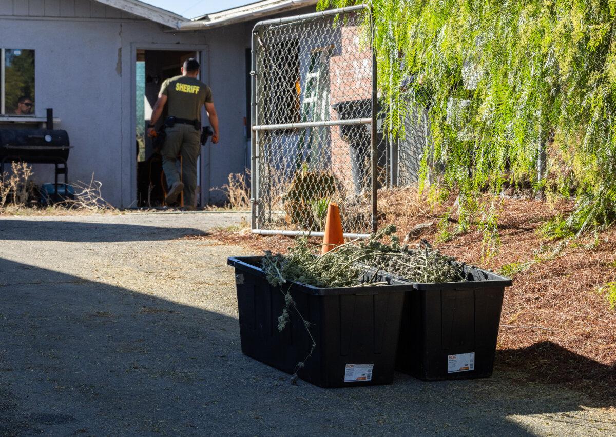 A sheriff’s deputy at an illegal marijuana grow in Riverside County, Calif., on Nov. 4, 2025. (John Fredricks/The Epoch Times)