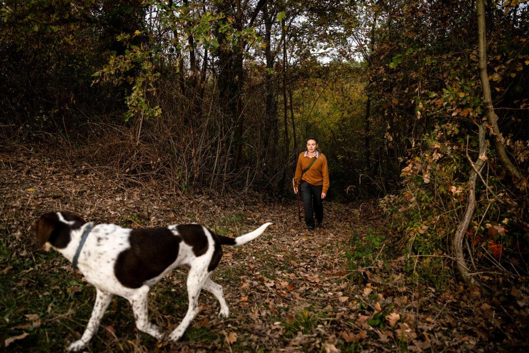 Truffle hunter Martina Aloi and her dog Mia search for white truffles in the woodland area in Monta' d'Alba in the Roero countryside, near Alba, Italy, on Nov. 6, 2025. (Marco Bertorello/AFP via Getty Images)