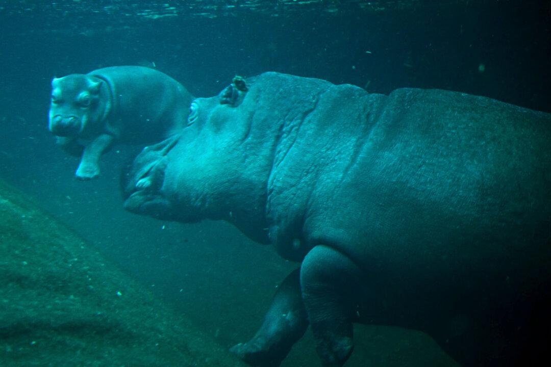 Hippo mother Nala accompanies her newborn for its first swim in the so-called Hippo Bay at the Berlin zoo, on Nov. 6, 2025. The yet unnamed baby hippo was born at the end of September 2025. (Tobias Schwarz/AFP via Getty Images)