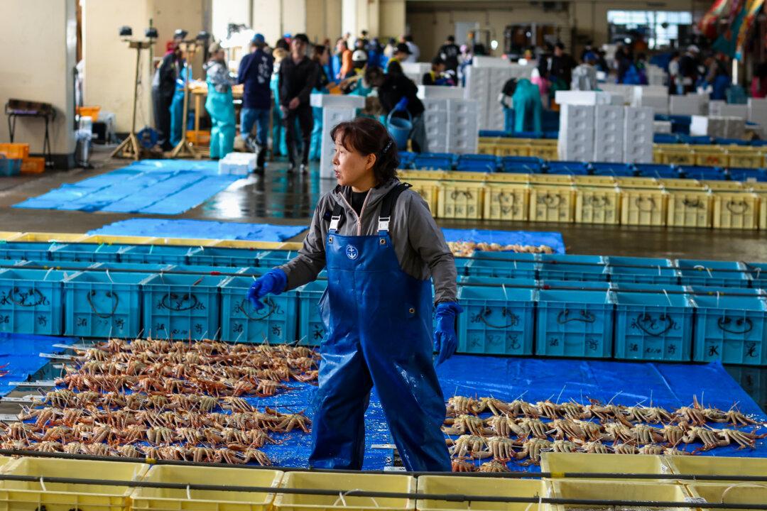 An employee takes a break while sorting “Matsuba-gani” male snow crab during the first day of the auction at Hamasaka fishing port in Toyooka, Hyogo prefecture, Japan, on Nov. 6, 2025. The largest male crab, weighing about 2.86 pounds, sold for around $11,725 on the first day of the auction. (Buddhika Weerasinghe/Getty Images)