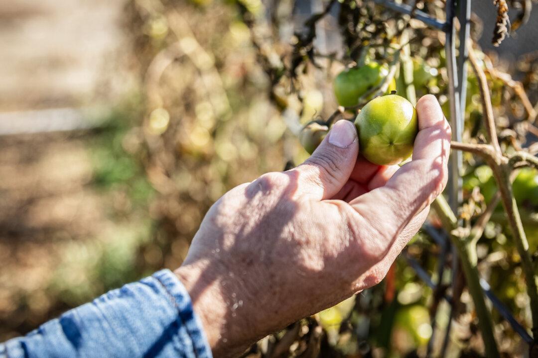 AJ Richards works at his home outside of Cody, Wyo., on Oct. 14, 2025. Richards and other advocates are hoping that the Trump administration will help efforts to reimplement mandatory country of origin labeling for beef and pork. (John Fredricks/The Epoch Times)