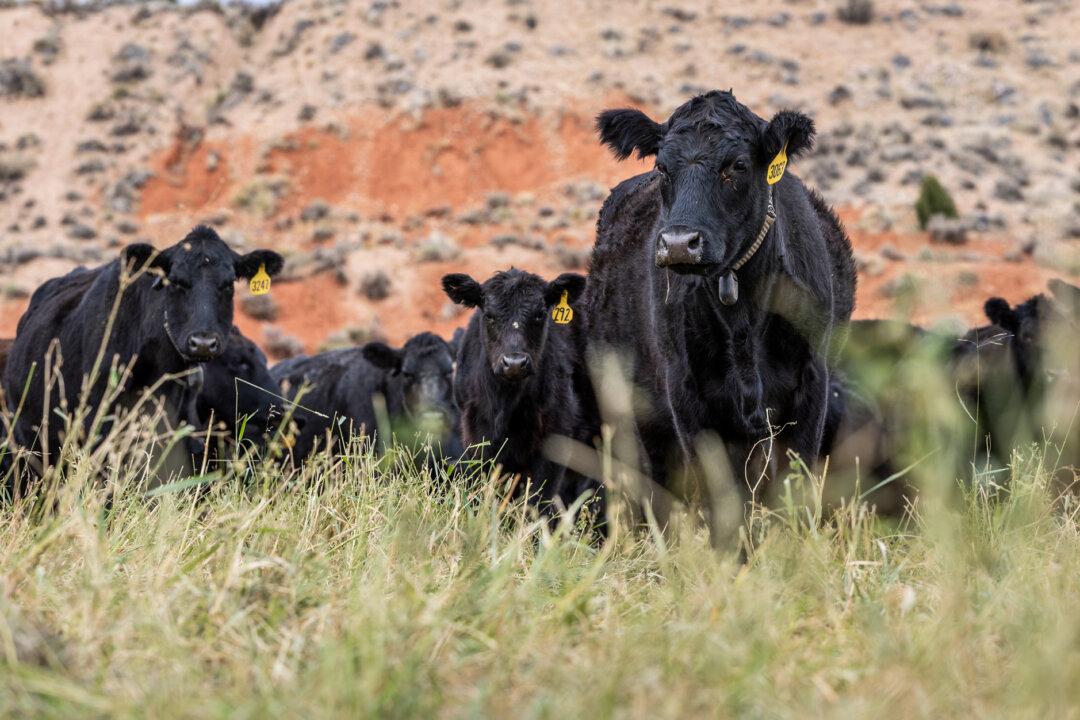 Cows roam the ranch of RC Carter and Annia Carter outside of Ten Sleep, Wyo., on Oct. 14, 2025. Rancher AJ Richards is concerned with the decline of the country’s domestic cattle herds, which have fallen to their lowest level in more than 70 years. (John Fredricks/The Epoch Times)