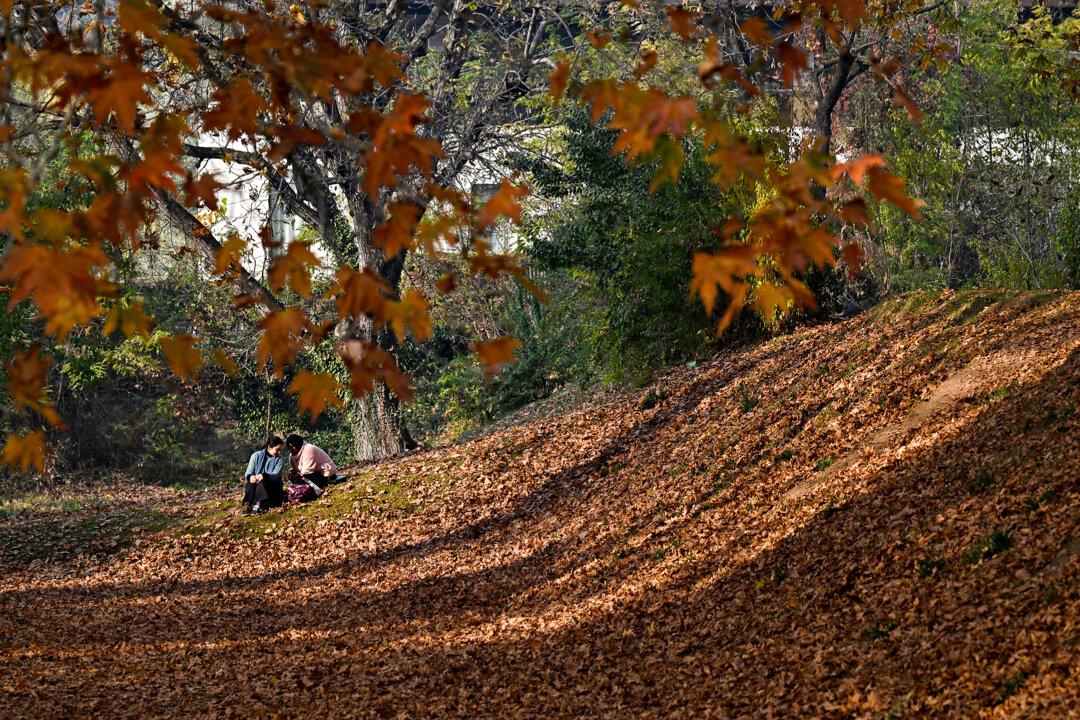 Women sit amid oriental plane trees, also known as chinar trees, during autumn in Srinagar, India, on Nov. 13, 2025. (Tauseef Mustafa/AFP via Getty Images)