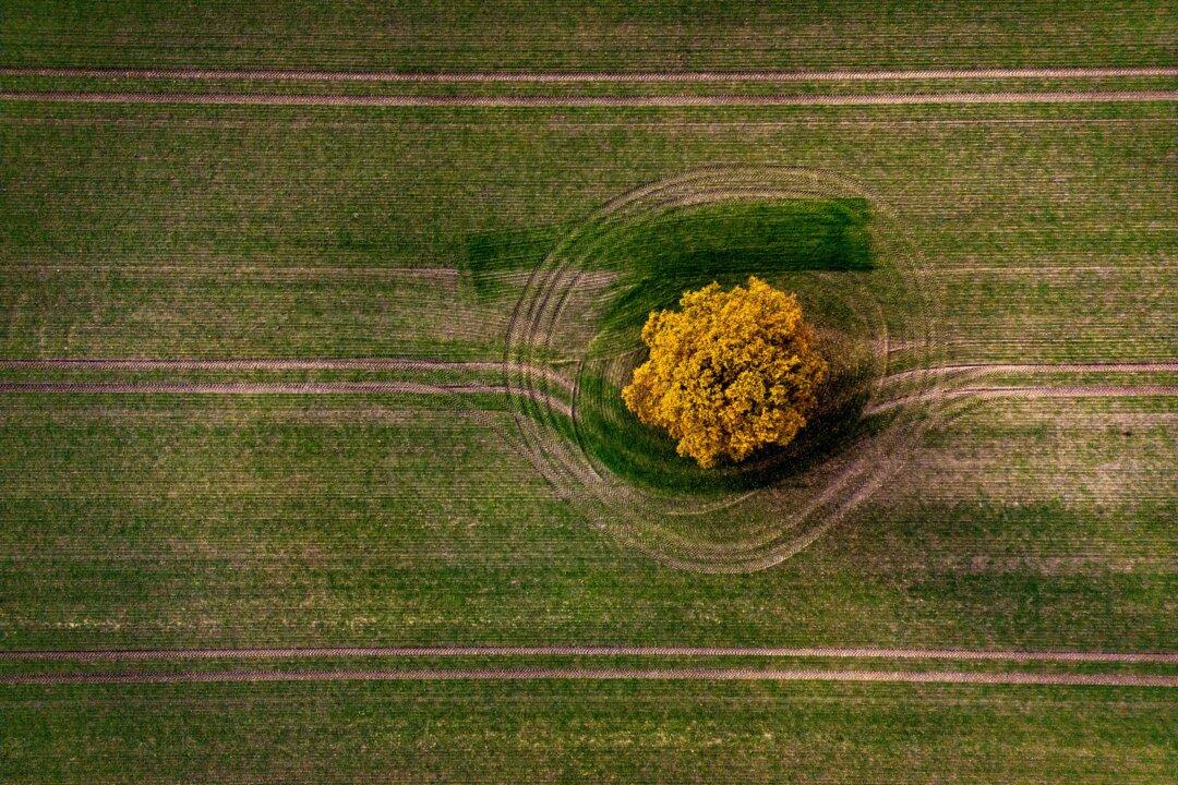 A lone tree in a farmer's field near Gransee, Germany, on Nov. 13, 2025. (Odd Andersen/AFP via Getty Images)