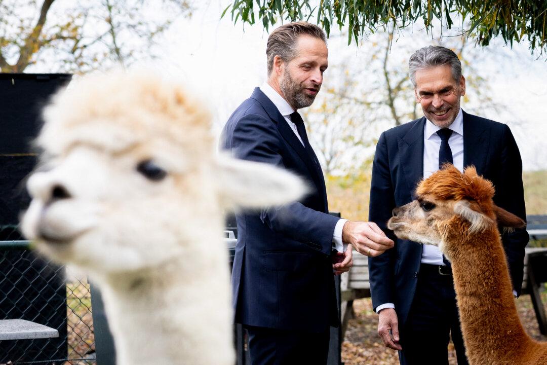 Dutch Caretaker Prime Minister Dick Schoof and King's Commissioner in Zeeland Hugo de Jonge look at alpacas at Landlust restaurant during a visit to the Sloe region, in Nieuwdorp, Netherlands, on Nov. 13, 2025. Schoof will tour several businesses and speak with local residents and stakeholders about the energy transition. (Iris Van Den Broek/ANP/AFP via Getty Images)