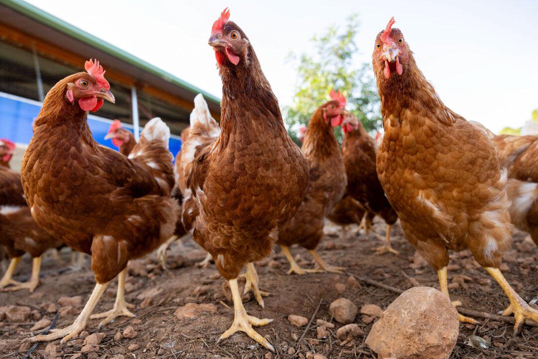 Free range hens are pictured on a farm in Marratxi, on the Spanish island of Mallorca, on Nov. 13, 2025. Spain extended poultry confinement measures to all its regions today, after initially restricting birds to indoor enclosures in high-risk areas, the agriculture ministry said. Rules state that ducks and geese must be raised separately from other birds, and poultry will be banned from fairs, exhibitions, and cultural events. (Jaime Reina/AFP via Getty Images)