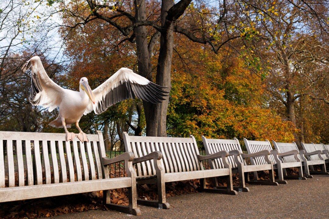 A Pelican alights on a bench in St James's Park in London, UK, on Nov. 13, 2025. (Dan Kitwood/Getty Images)