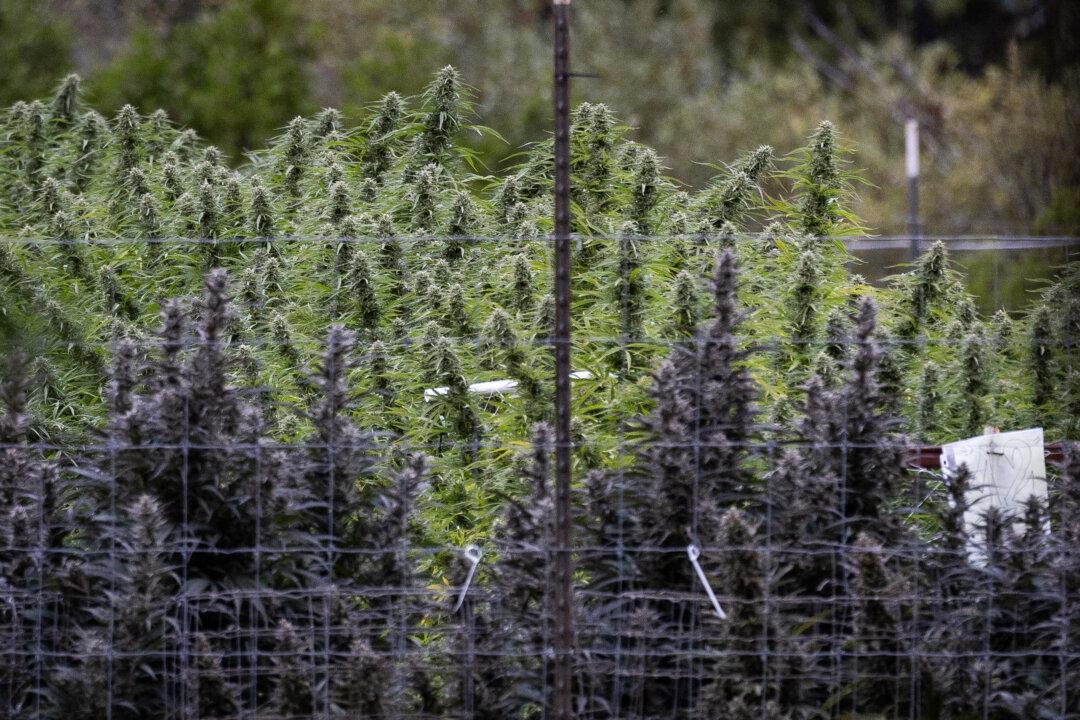 Black market marijuana is an estimated $500 billion-a-year business in the United States, and cartels profit by growing in legal states at relatively low cost and then reselling it for significantly more in states where it is illegal, Roggeveen said. (John Fredricks/The Epoch Times)