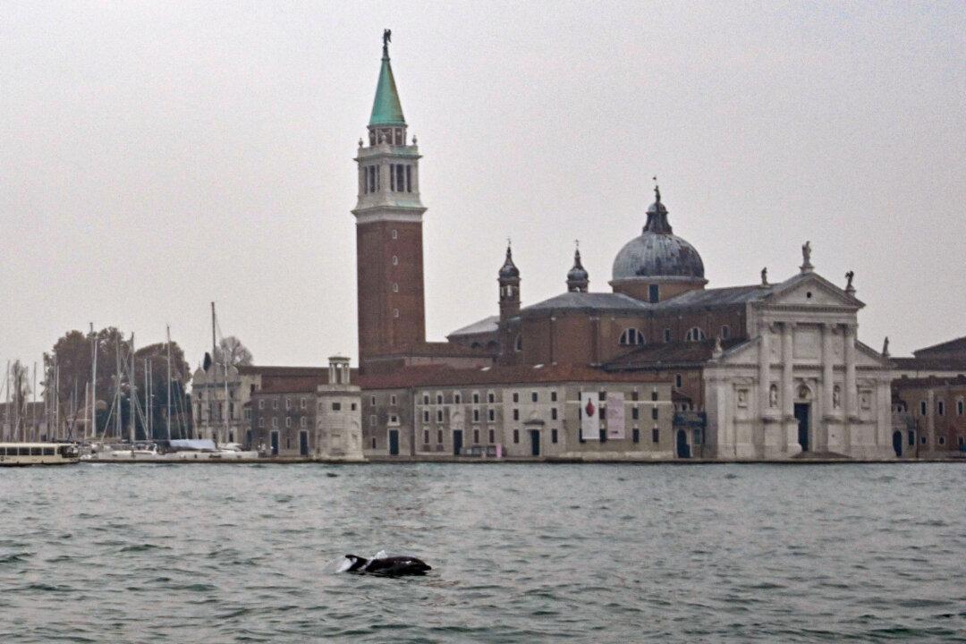 A dolphin nicknamed Mimmo swims through the lagoon in Venice, Italy, on Nov. 14, 2025, drawing attention from locals. (Andrea Pattaro/AFP via Getty Images)