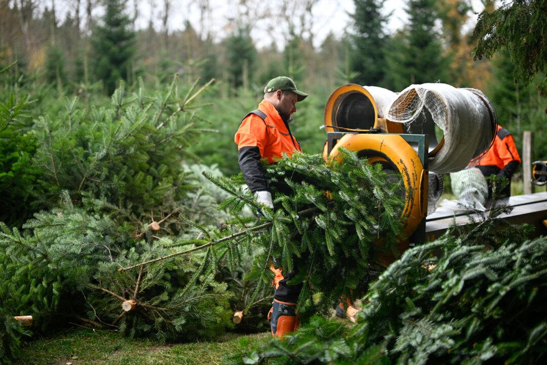 A seasonal worker from Poland prepares Christmas trees for sale at Gut Kuhweide in Hagen, Germany, on Nov. 14, 2025. (Ina Fassbender/AFP via Getty Images)
