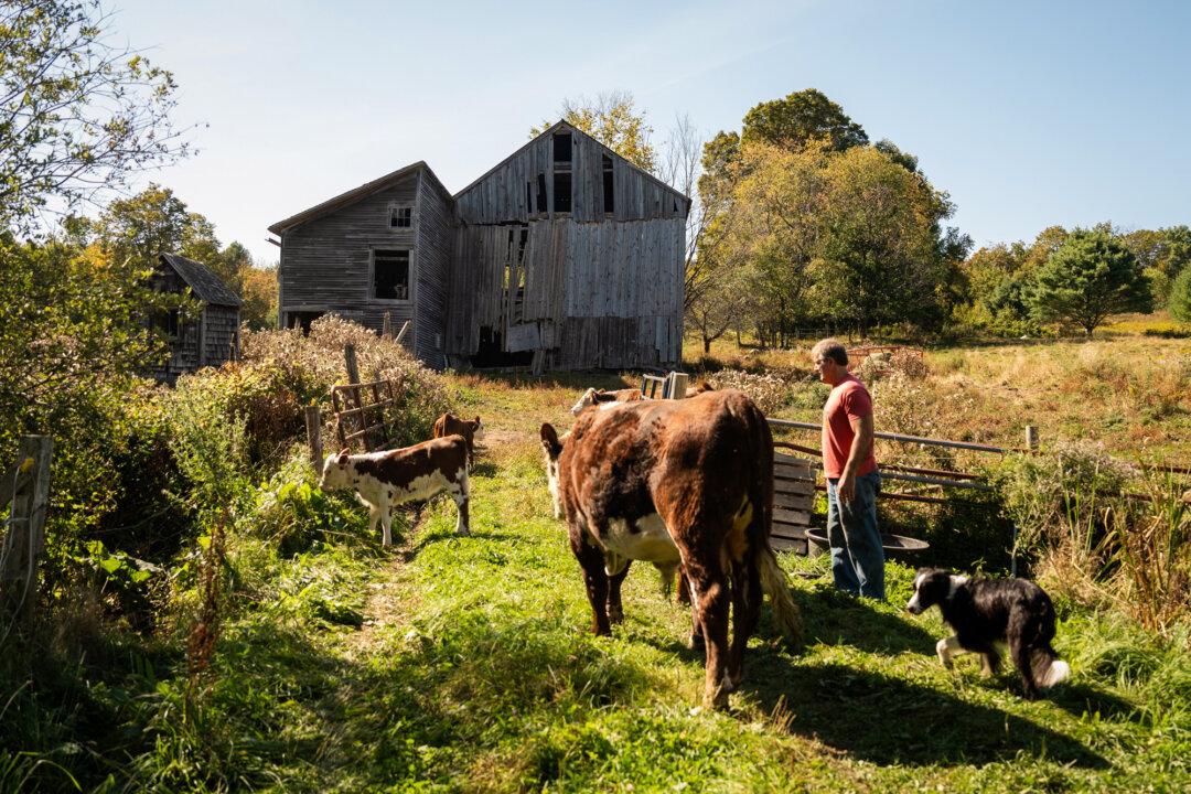 Farmer and lawyer John Klar with his Hereford cows at his homestead in Brookfield, Vt., on Sept. 12, 2025. Klar said many of America’s farming problems began after World War II, when new technologies pushed farmers toward large factory-style operations. (Samira Bouaou/The Epoch Times)