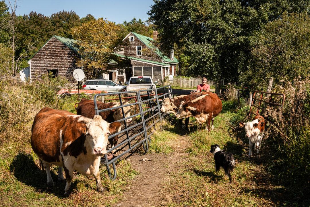 Farmer and lawyer John Klar with his Hereford cows at his homestead in Brookfield, Vt., on Sept. 12, 2025. Klar raises grass-fed organic beef and lamb using regenerative farming practices. (Samira Bouaou/The Epoch Times)