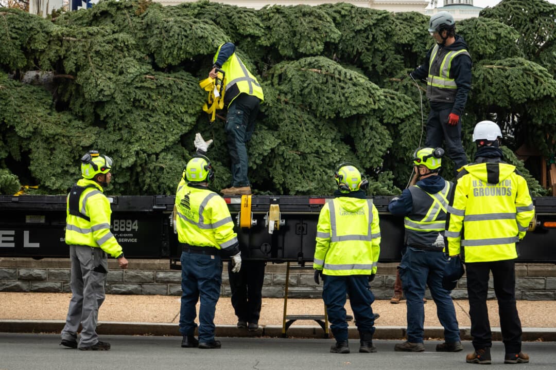 Staff from the U.S. Capitol Grounds and Arboretum untie the Capitol Christmas Tree before moving it to the West Front Lawn of the Capitol in Washington on Nov. 21, 2025. (Madalina Kilroy/The Epoch Times)