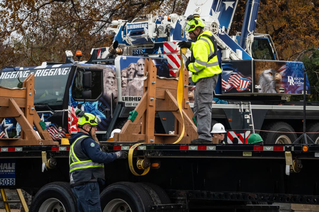 A Kenworth T680 truck transported the 2025 U.S. Capitol Christmas Tree to Washington on Nov. 21, 2025. (Madalina Kilroy/The Epoch Times)