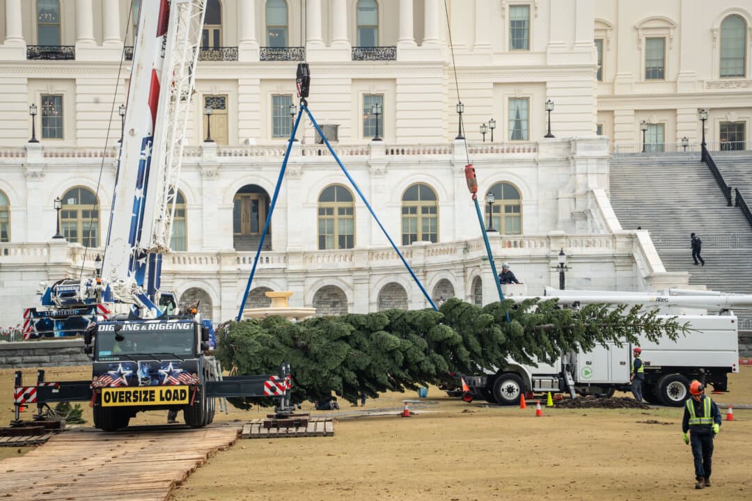 Capitol Grounds and Arboretum staff help put the Capitol Christmas Tree in place on the West Front Lawn of the U.S. Capitol on Nov. 21, 2025. (Madalina Kilroy/The Epoch Times)