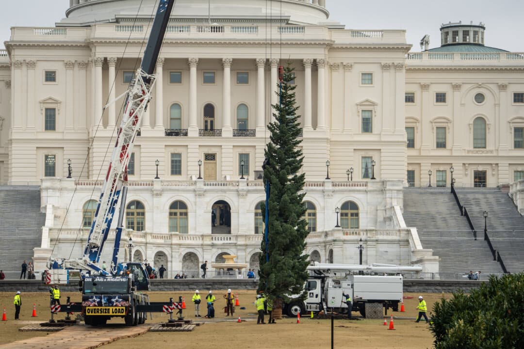 Capitol Grounds and Arboretum staff help put the Capitol Christmas Tree in place on the West Front Lawn of the U.S. Capitol on Nov. 21, 2025. (Madalina Kilroy/The Epoch Times)
