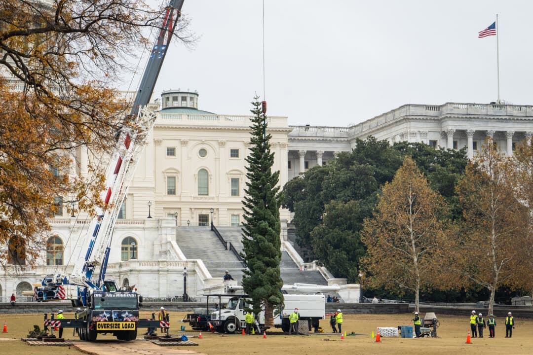 Staff from the U.S. Capitol Grounds and Arboretum help put the Capitol Christmas Tree in place on the West Front Lawn of the Capitol on Nov. 21, 2025. (Madalina Kilroy/The Epoch Times)