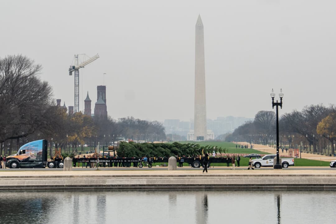 The 2025 U.S. Capitol Christmas Tree, before being moved to the West Front Lawn of the U.S. Capitol on Nov. 21, 2025. (Madalina Kilroy/The Epoch Times)